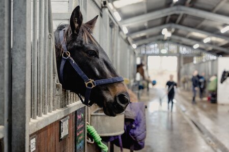 Equine Careers Event