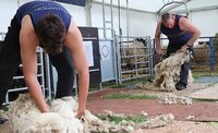 Sheep Shearing Success!