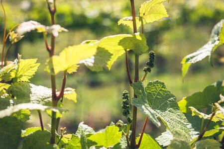 Competency Framework for Wine Industry Launches