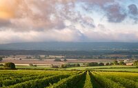 Nyetimber Work Experience for Wine Students