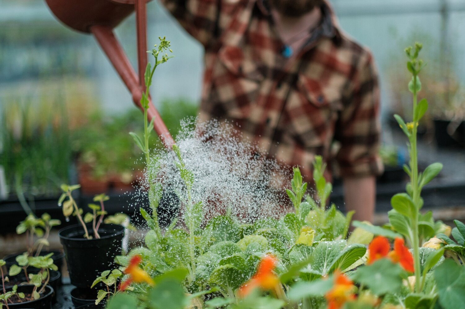 watering plants in greenhouse