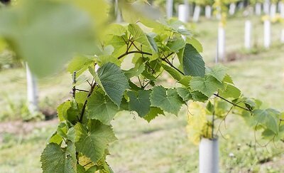 NFU Mutual MSc Award: Enhancing Vineyard Sustainability