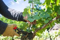 Crop Technician (Viticulture)