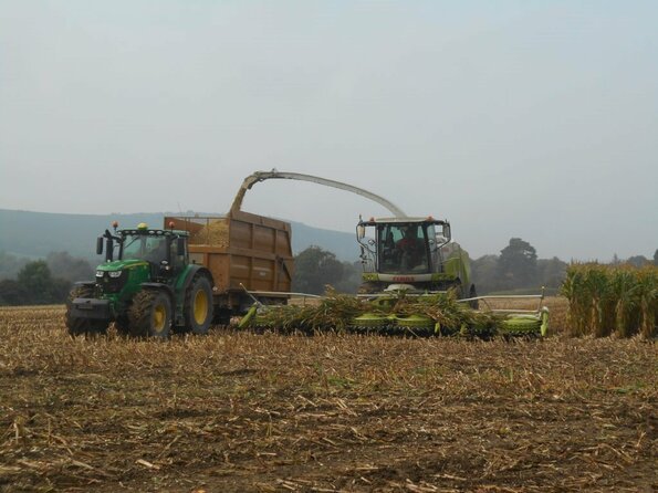 Maize Harvest Maize Harvest