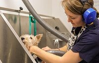 A Day in the life of a Dog Groomer at Plumpton College