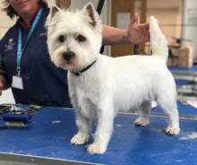 White dog being after a groom