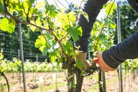 Our Wine Division launches 15 CPD Short Specialised Courses for Industry Professionals and Wine Enthusiasts