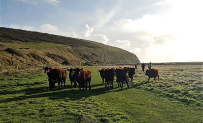 College cattle graze at Seven Sisters using virtual fencing tech