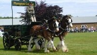 Another successful show for Plumpton college shires at Kent County show