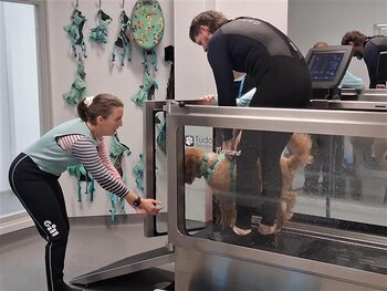 Level 4 Diploma in Canine Hydrotherapy