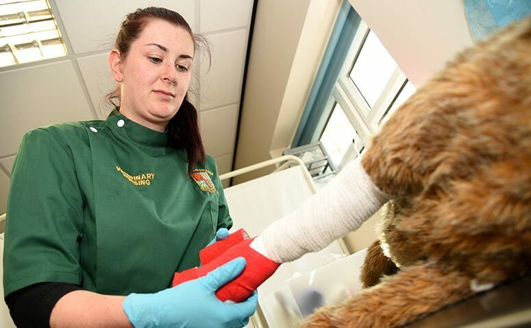 Veterinary Nurse Apprenticeship - Level 3 - Plumpton College