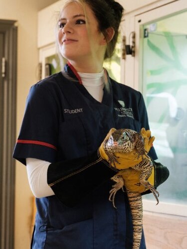 Young woman holding iguana