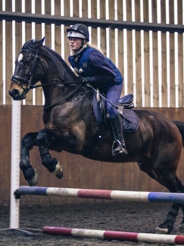 Horse jumping with female rider