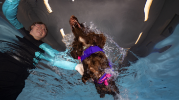 Level 4 Diploma in Canine Hydrotherapy