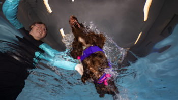 Level 4 Diploma in Canine Hydrotherapy