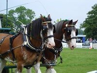 Plumpton Shire Horses at South of England Show