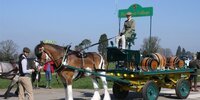 Plumpton shire at the London Harness Horse parade on Easter Monday