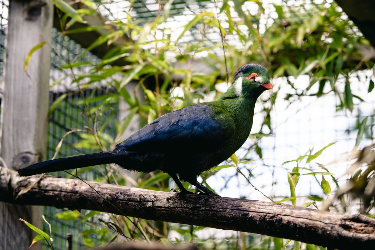 Animal Management Level 2 BTEC First Award or Technical Diploma