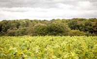 BOOM TIME FOR BRITISH VINEYARDS