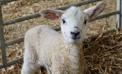 Interactive virtual Lambing sessions for over 700 primary school students
