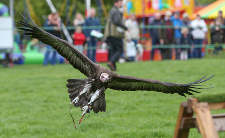 Plumpton College Success at Annual Open Day & Spring Fair