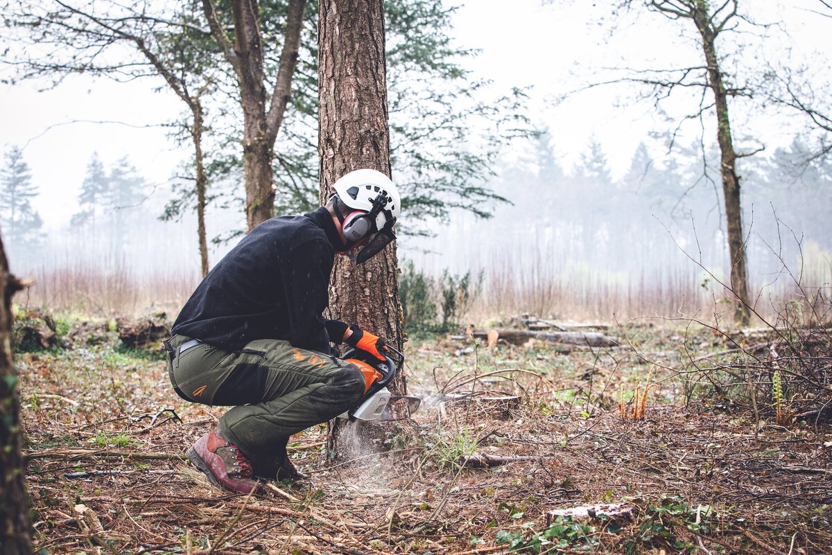 Arborist Level 2 Apprenticeship Plumpton College