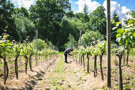 The Britain-Australia Society Education Trust sends Plumpton wine students to Australia over vintage