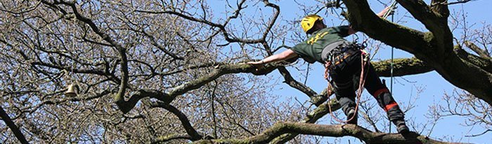 tree climbing competition