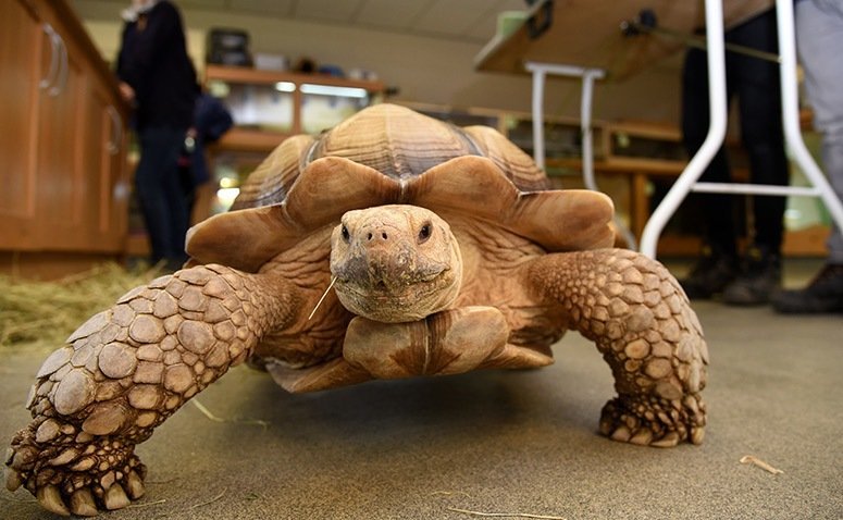 BSc (Hons) Applied Animal Behaviour & Welfare (Top-Up) - Bachelor's Top ...