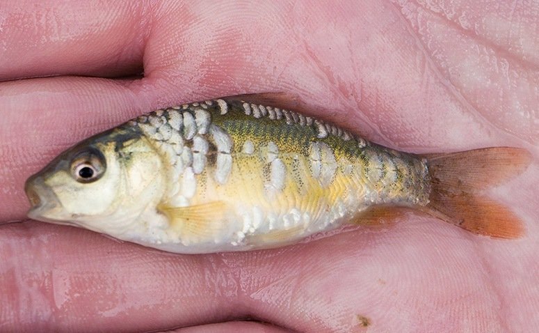 A tiny silver fish in the palm of a person hand