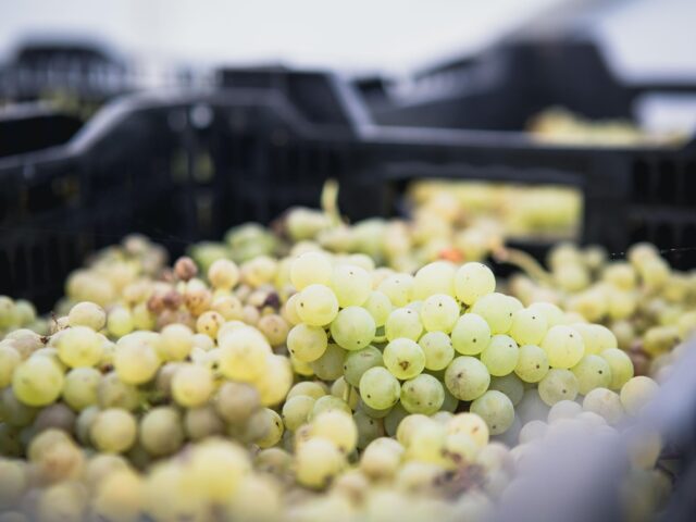 Freshly harvested white grapes piled in crates, ready for winemaking