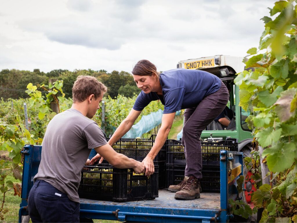 Two vineyard workers load crates of harvested grapes onto a trailer between rows of vines