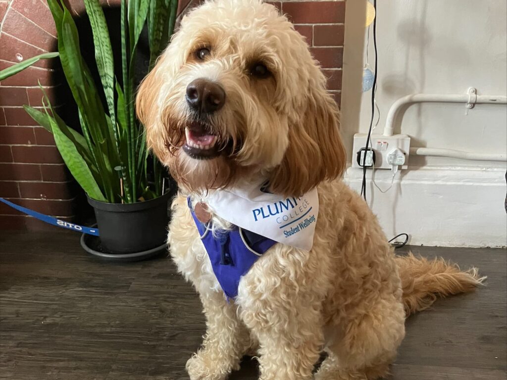 Otis, the student wellbeing dog at Plumpton College