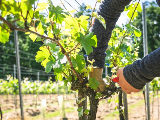College Backs English Wine Industry with £500k Training Fund