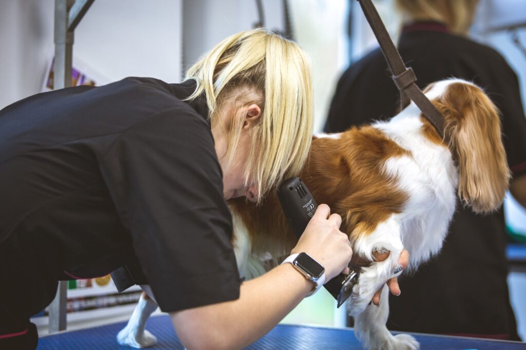 A groomer uses electric clippers to trim the coat of a brown and white spaniel on a grooming table