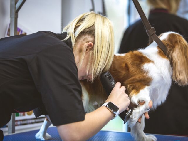 A groomer uses electric clippers to trim the coat of a brown and white spaniel on a grooming table