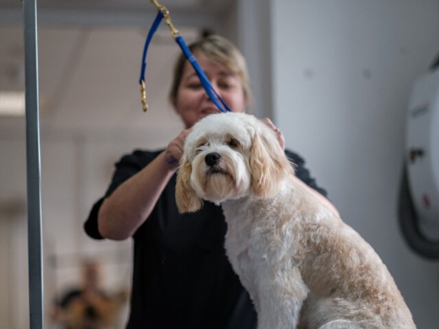 A groomer gently holds a fluffy white and tan dog's head on a grooming table during a grooming session