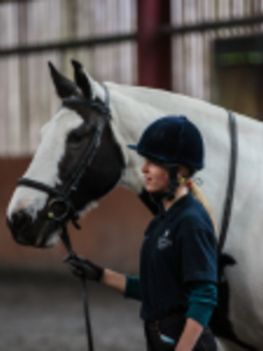 Horse with female rider